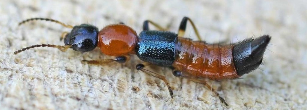 Rove beetle Paederus_littoralis  ©entomart Wikimedia commons