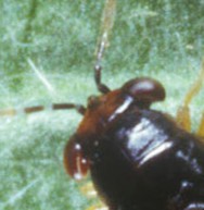 big eyed bug 2 geocoris