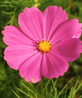 cosmos_bipinnatus