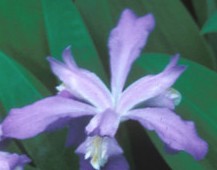 iris-cristata