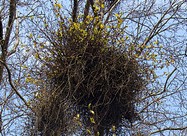 witches broom