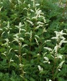 Aruncus-aethusifolius