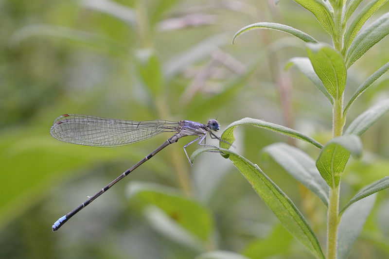 Damselfly Blue-fronted_Dancer_Argia_apicalis_Andrew C