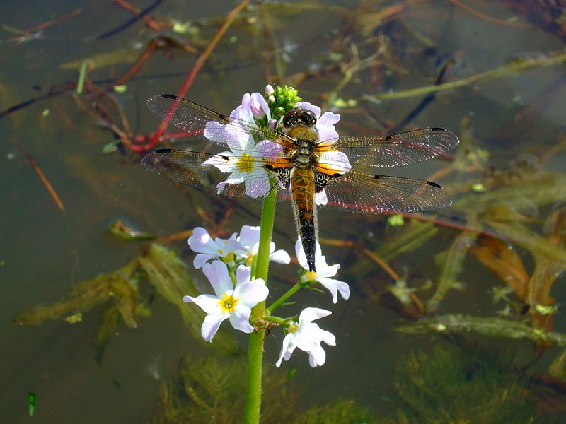 Dragonfly Libellula_quadrimaculata Aiwok wikimedia Commons