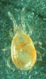 Predatory mite Neoseiulus fallacis