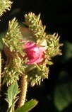 Rose Crested Moss bud