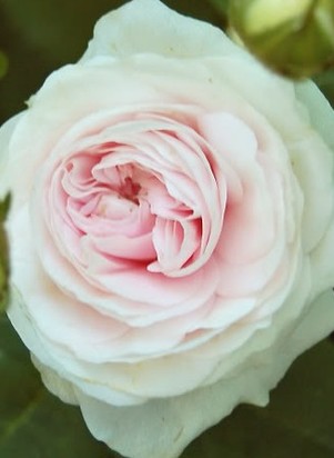 Rose Great Maidens Blush