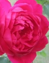 Rose Louis Philippe