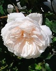 Rose Mme Alfred Carriere