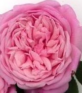 Rose MrsBRCant