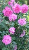 Rose Old Blush 5