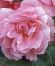 Rose Old Blush 6