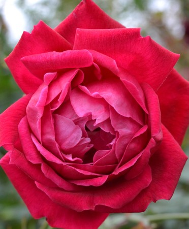 Rose cramoisi-superieur 2