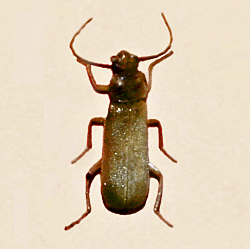 Soldier beetle Cantharidae_-_Cratosilis_laeta Hectonichus