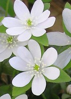 Hepatica-acutiloba-fl-