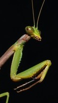 praying-mantis