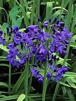 Agapanthus headbourne @Royal Blue@