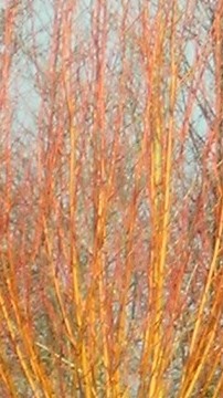Alnus incana Aurea leafless branches
