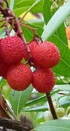 Arbutus unedo fl fr