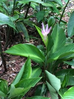 Calathea lanata_IMG_2357