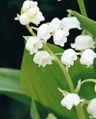 Convallaria_Majalis__Lily_of_the_Valley_ (1)