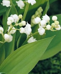 Convallaria_Majalis__Lily_of_the_Valley_ (1)