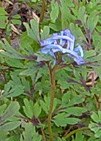 Corydalis_flexuosa 2