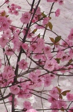 Flowering plum 3
