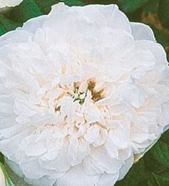 Rosa-Blanc-Double-de-Coubert
