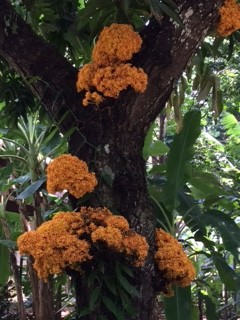 _SARACA CAULIFLORA detail IMG_2383