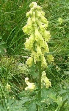 aconitum-lycoctonum