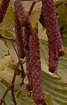 alnus-incana-aurea-catkins 2
