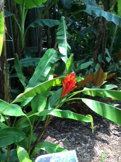 banana flower IMG_2346