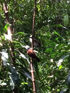 birds in rainforest_IMG_2324