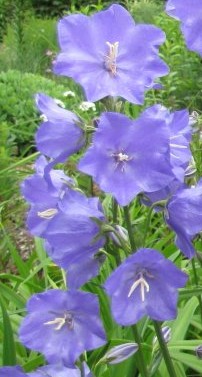 campanula_persicifolia