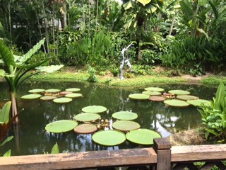 lily pond IMG_2373