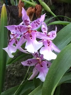orchid blue_IMG_4363