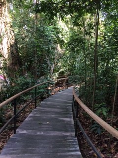 rainforest pathIMG_2311