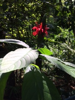 red flower rainforest_IMG_2314