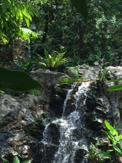 waterfall with plants_IMG_2378