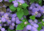 Ageratum houstonianum