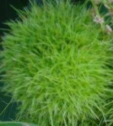 Castanea dentata fruit