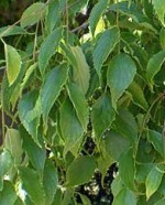 Celtis_australis_2