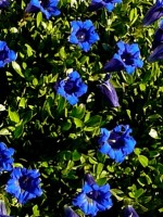 Gentiana_acaulis