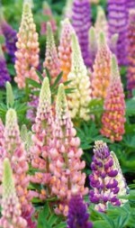 Lupinus Russel Hybrid 2