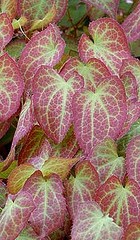 epimedium-x-rubrum red barrenwort lvs