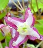 epimedium_x_rubrum-fl