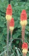 kniphofia uvaria 2