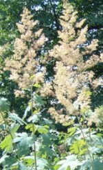 macleaya-cordata