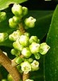 27561FP00: Karaka tree flowers (Corynocarpus laevigatus). NZ